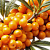 Облепиха