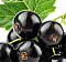 Черная смородина